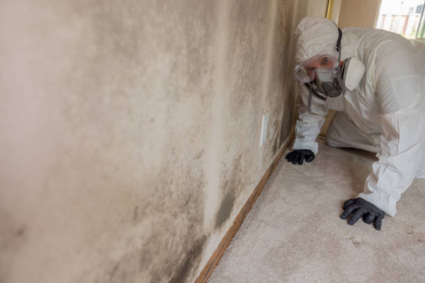 Best Real Estate Mold Inspection in USA